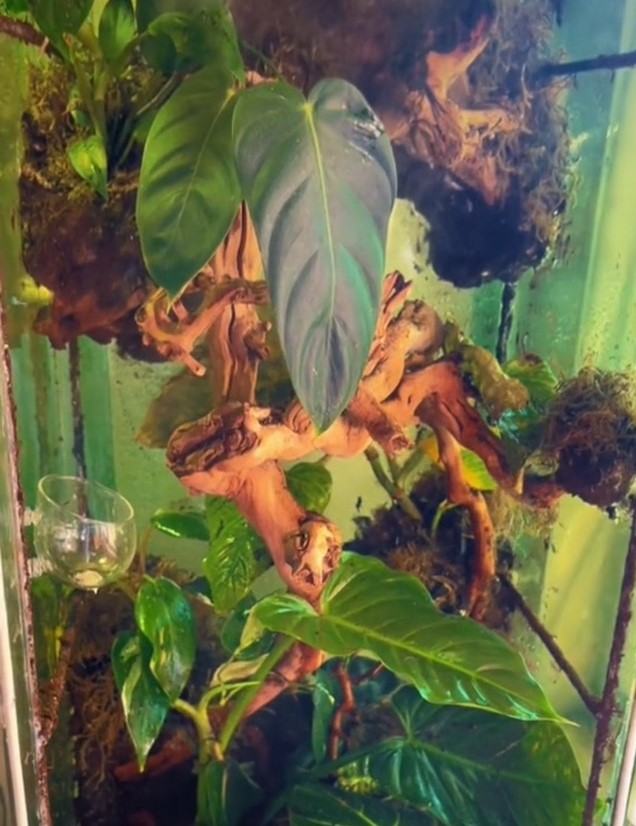 Plants in a terrarium.